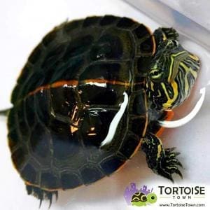 painted turtles for sale