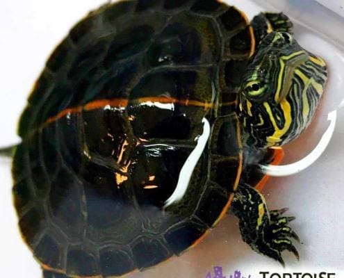 painted turtles for sale