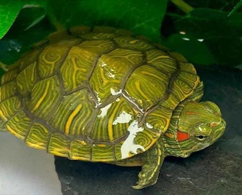 slider turtle for sale