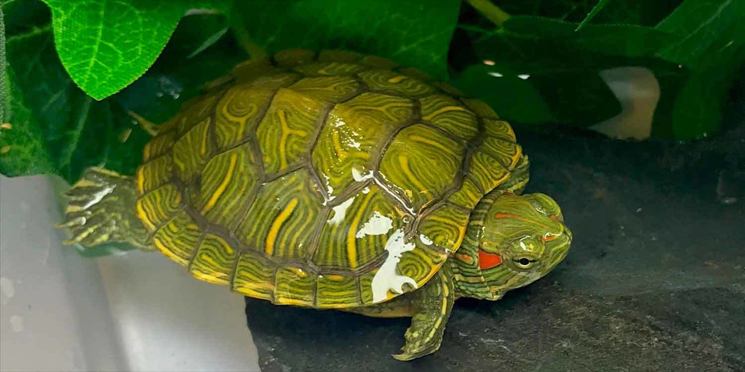 slider turtle for sale