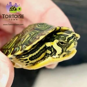 slider turtles for sale