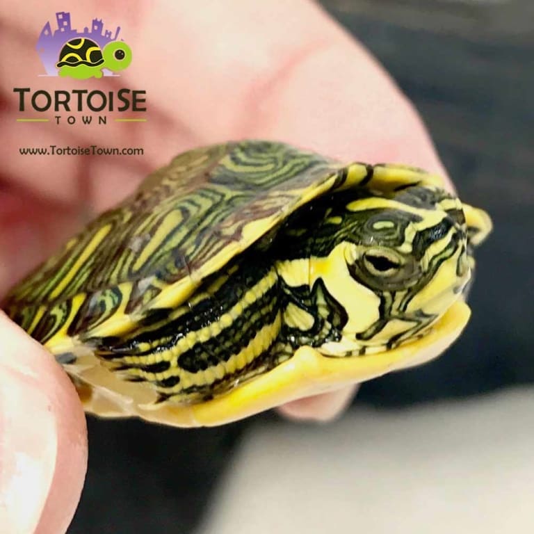 Yellow belly slider turtle for sale yellow bellied sliders for sale