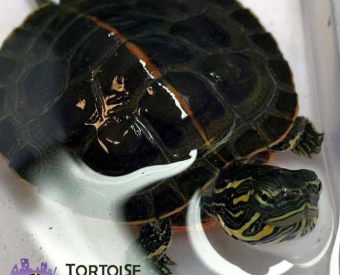 Southern Painted turtle