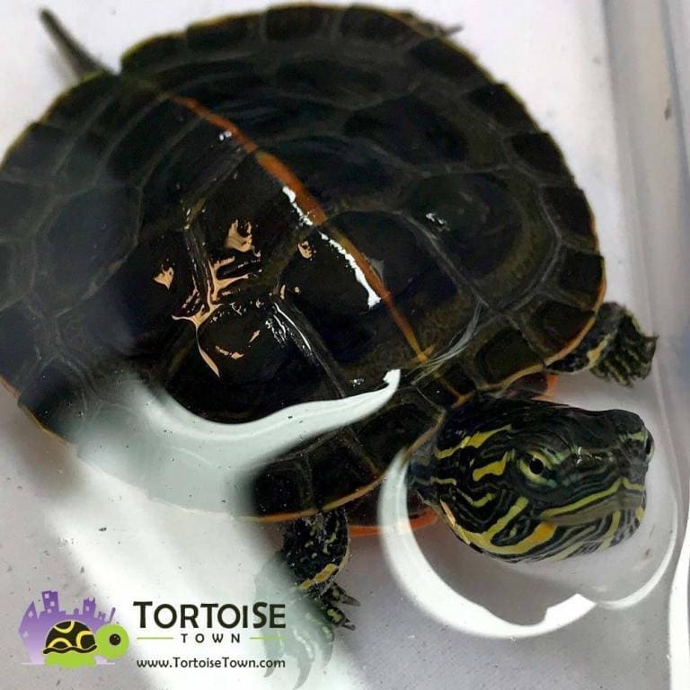 Southern painted turtle for sale southern painted turtles for sale