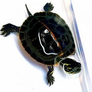 southern painted turtle for sale