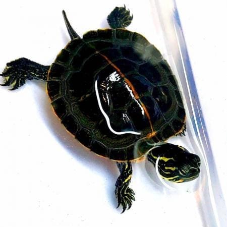 southern painted turtle for sale