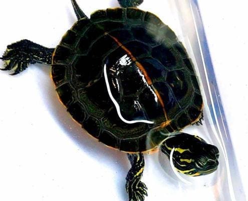 southern painted turtle for sale