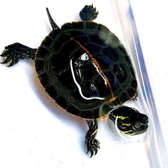 Eastern painted turtle for sale online baby eastern painted turtle