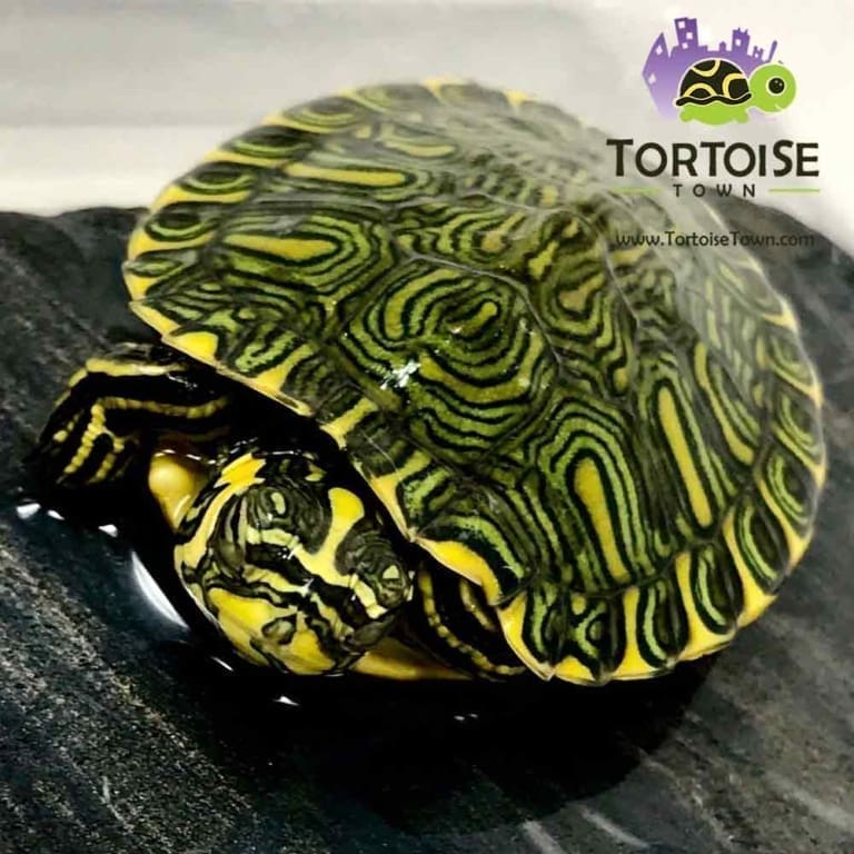 Yellow belly slider turtle for sale yellow bellied sliders for sale