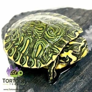 yellow bellied slider turtle