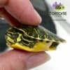 yellow bellied slider turtle for sale