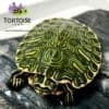 yellow belly slider turtle