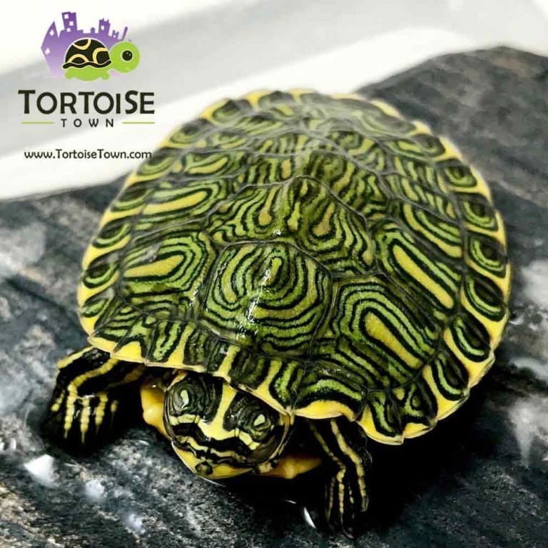Yellow belly slider turtle for sale yellow bellied sliders for sale
