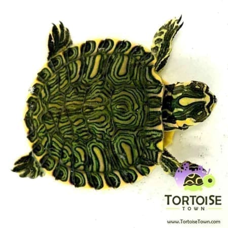 yellow belly slider turtle for sale