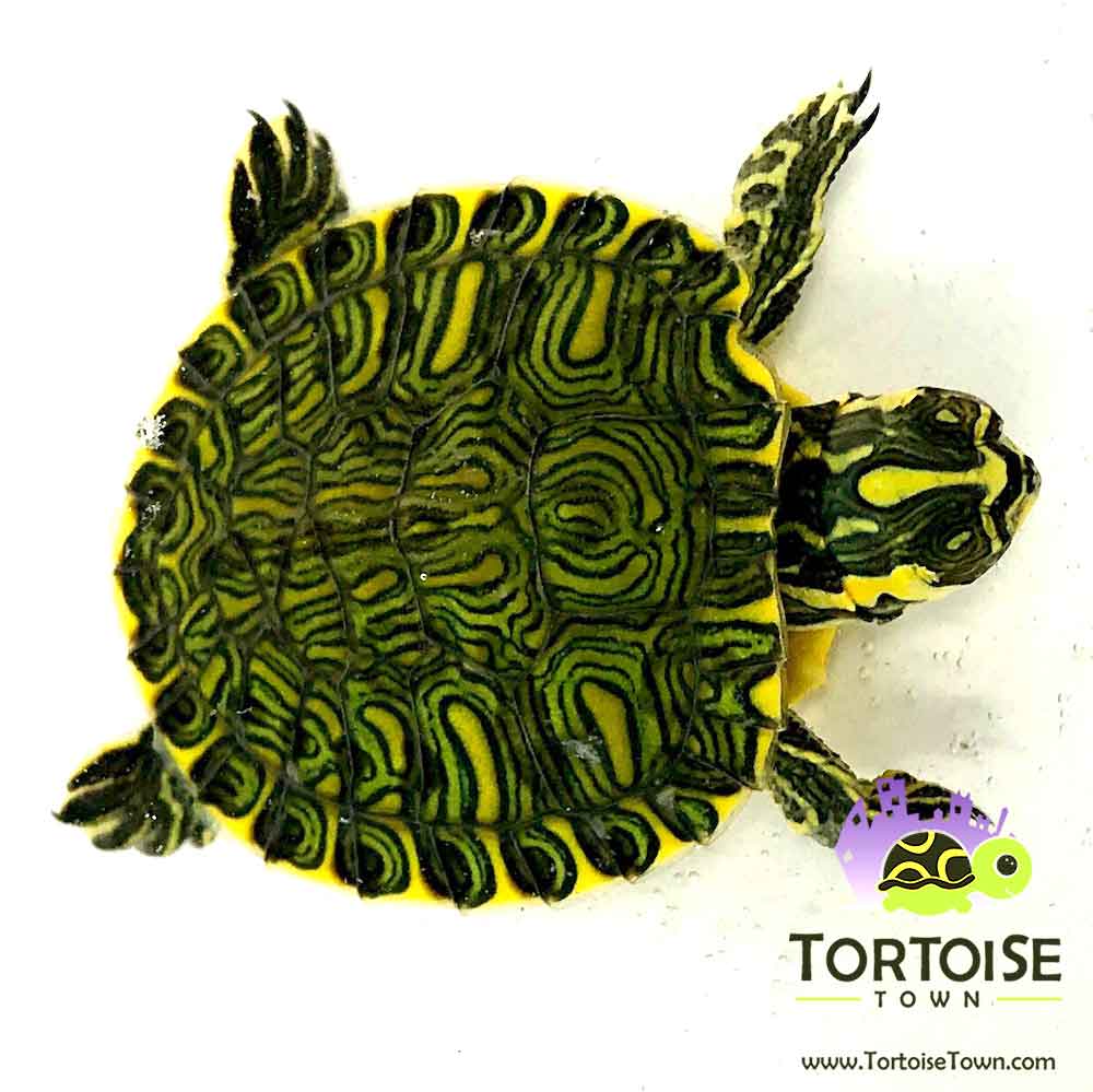 green turtle pet price