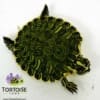 yellow slider turtle for sale