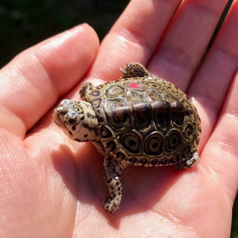 Concentric Diamondback terrapin for sale baby terrapin for sale