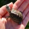 concentric diamondback terrapin for sale