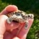 concentric diamondback terrapin