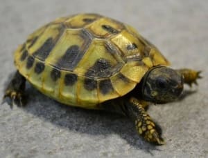 small tortoises for sale