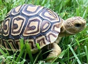 tortoises for sale