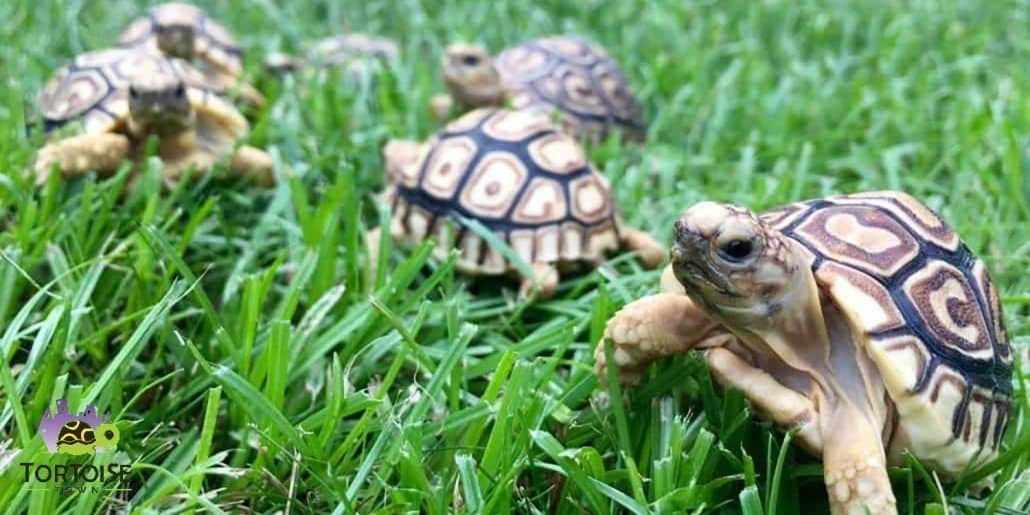 tortoises for sale