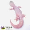 Diablo Blanco leopard geckos for sale