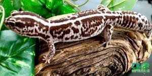 African fat tailed geckos for sale