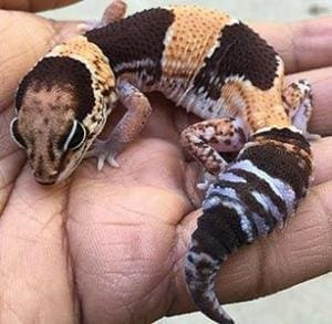 African fat tailed gecko for sale