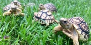 baby leopard tortoise