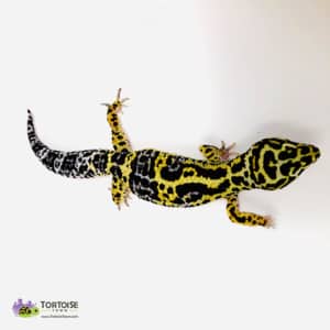 leopard gecko prices