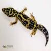 bold leopard gecko for sale