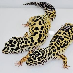 bold leopard gecko for sale