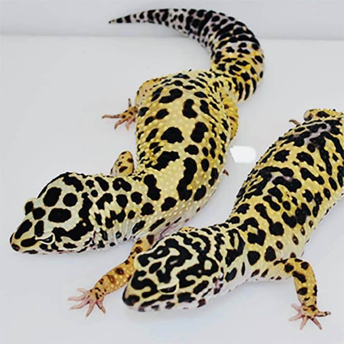 bold leopard gecko for sale baby bold leopard geckos for sale online