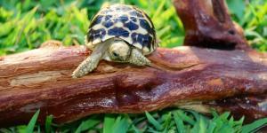 baby burmese star tortoise