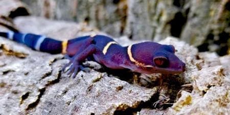 chinese cave gecko for sale