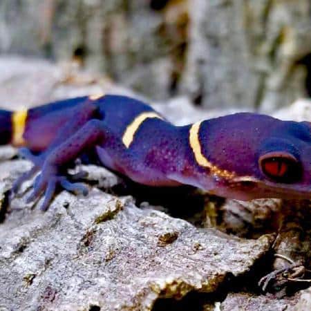 chinese cave gecko for sale