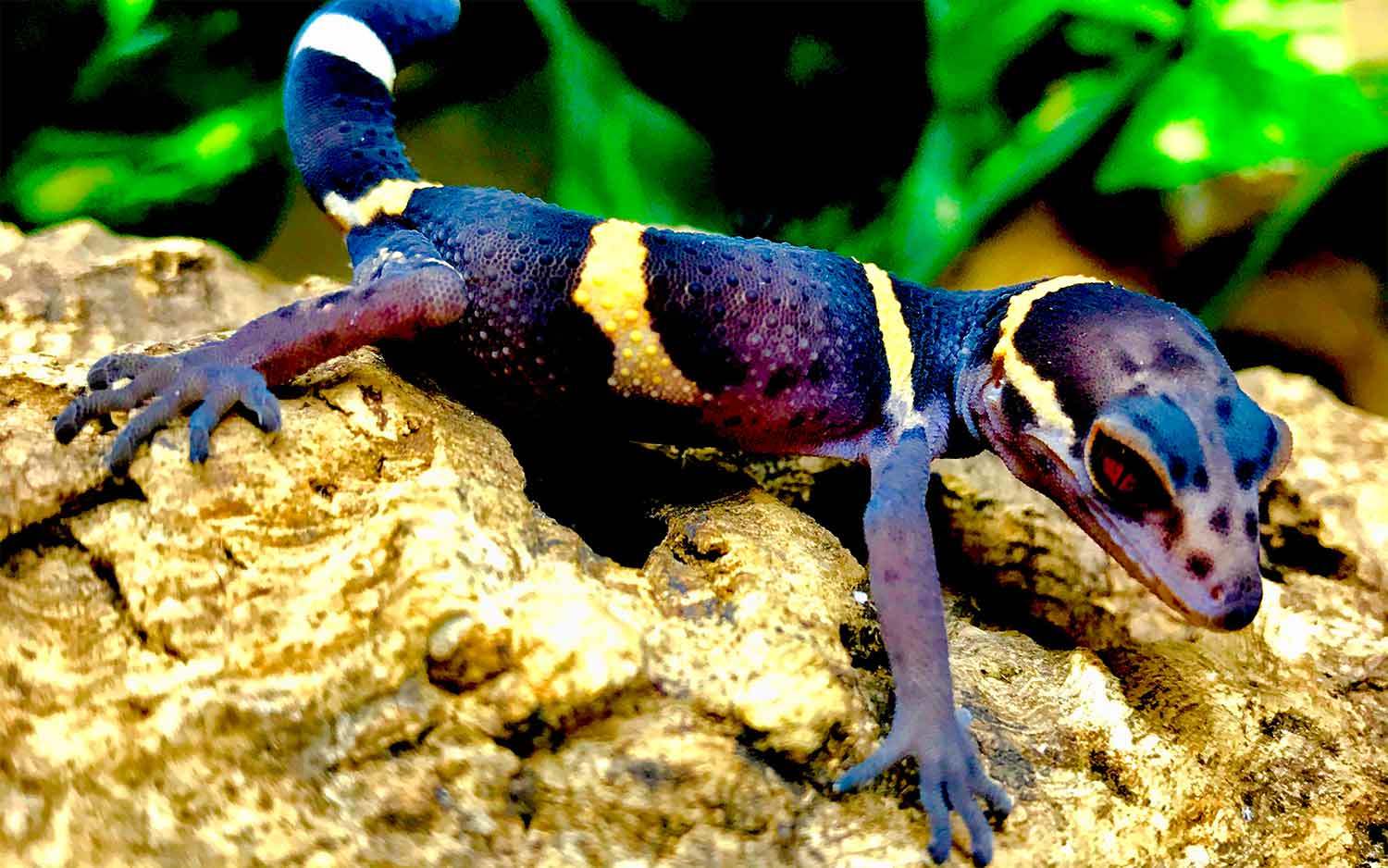 chinese cave gecko for sale