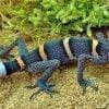 chinese cave geckos for sale