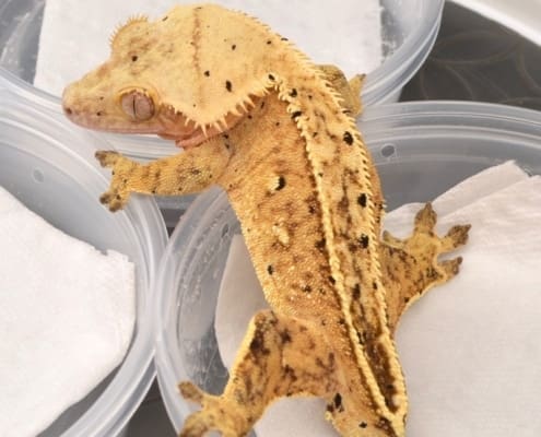 dalmatian crested gecko