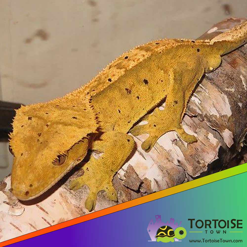 dalmatian crested gecko price