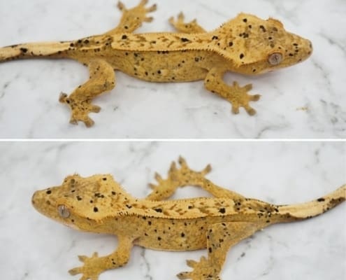 dalmatian crested gecko for sale