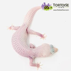 diablo blanco leopard geckos