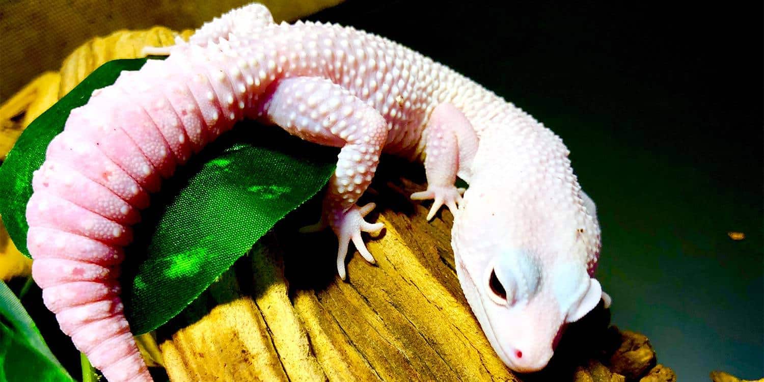 diablo blanco leopard gecko