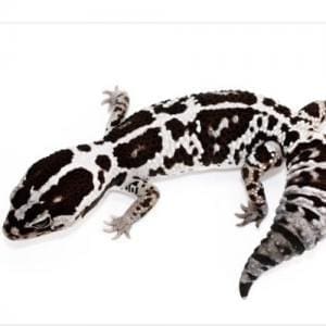 fat tail gecko breeder