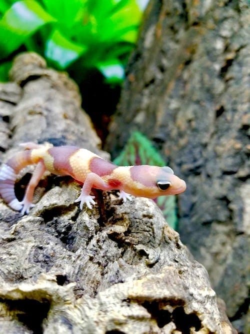 African Fat Tailed Gecko for sale | Fat Tail Geckos for sale online near me