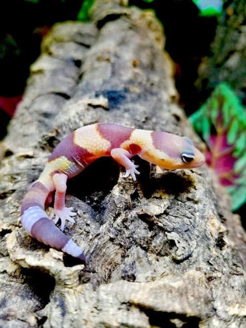 African Fat Tailed Gecko for sale | Fat Tail Geckos for sale online