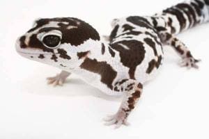 fat tailed gecko morphs