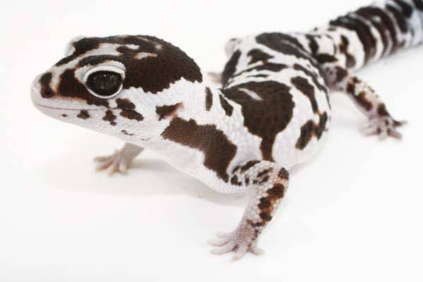 African Fat Tailed Gecko for sale | Fat Tail Geckos for sale online