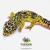 giant leopard geckos for sale